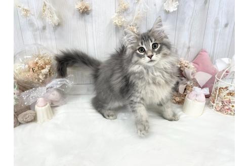 成約済の大阪府のサイベリアン-32995の3枚目