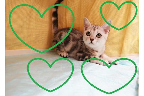 成約済の東京都のアメリカンショートヘア-33142の1枚目