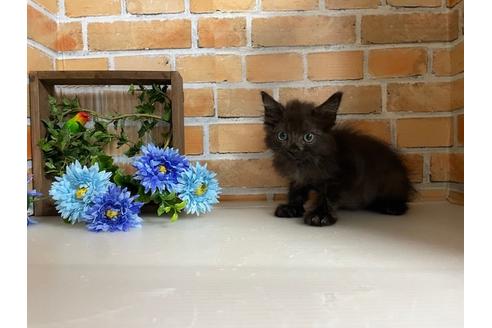 成約済の埼玉県のスコティッシュフォールド-37183の1枚目