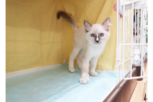 成約済の東京都のラグドール-35466の3枚目