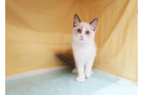 成約済の東京都のラグドール-34858の3枚目