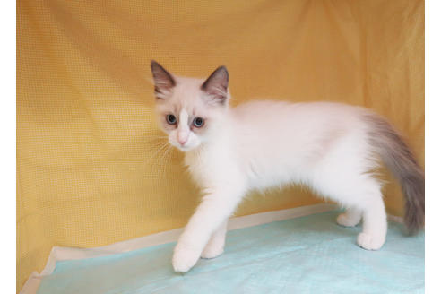 成約済の東京都のラグドール-34858の2枚目