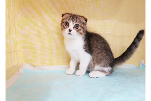 成約済の東京都のスコティッシュフォールド-33333の3枚目