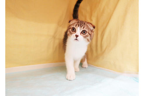 成約済の東京都のスコティッシュフォールド-33333の2枚目