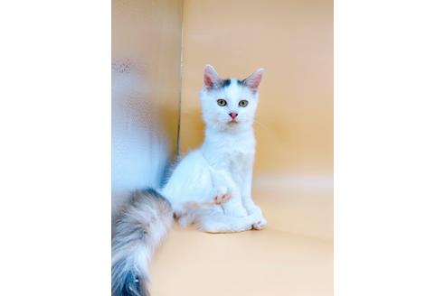 成約済の東京都のサイベリアン-32108の12枚目