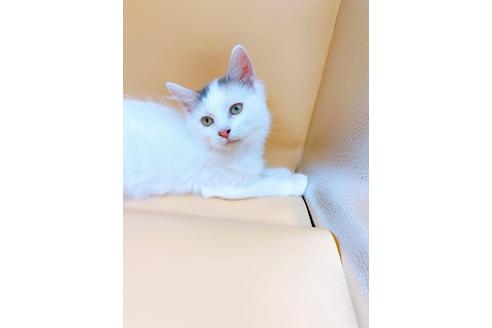 成約済の東京都のサイベリアン-32108の10枚目