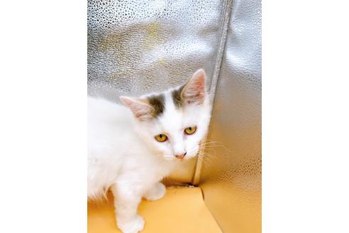 成約済の東京都のサイベリアン-32108の7枚目