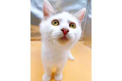 成約済の東京都のサイベリアン-32108の9枚目