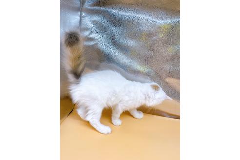 成約済の東京都のサイベリアン-32108の8枚目