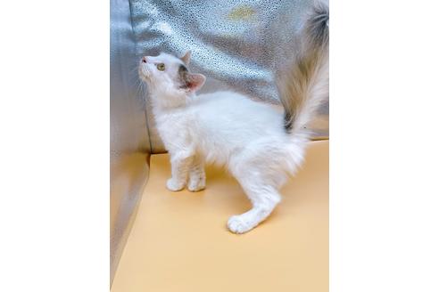 成約済の東京都のサイベリアン-32108の6枚目