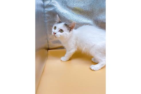 成約済の東京都のサイベリアン-32108の5枚目