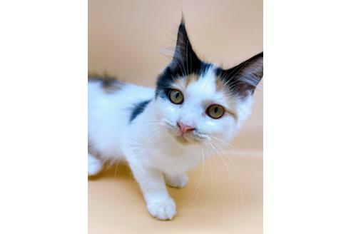 成約済の東京都のサイベリアン-32107