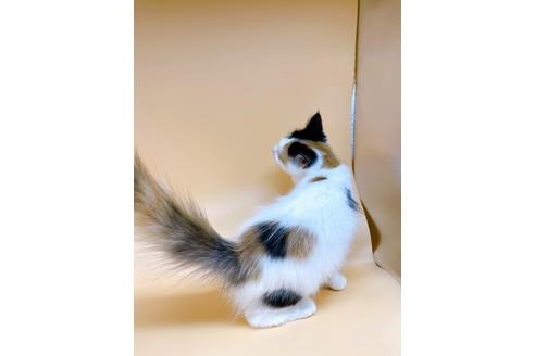 成約済の東京都のサイベリアン-32107の3枚目