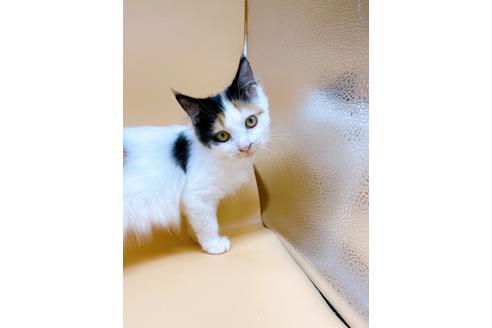 成約済の東京都のサイベリアン-32107の4枚目