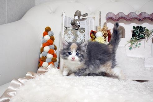 成約済の佐賀県のノルウェージャンフォレストキャット-37295の5枚目