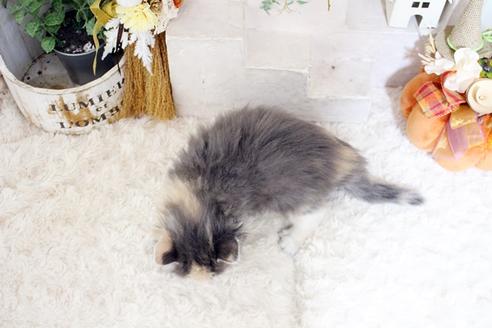 成約済の佐賀県のノルウェージャンフォレストキャット-37295の2枚目