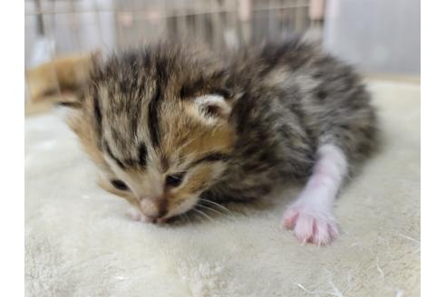 成約済の千葉県のマンチカン-38122の3枚目