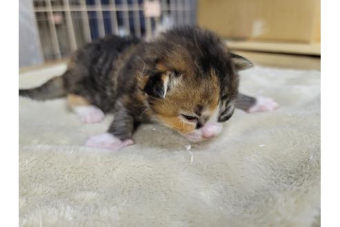 成約済の千葉県のラパーマ-38120の3枚目