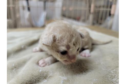 成約済の千葉県のラパーマ-38117の2枚目