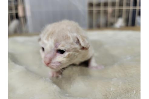 成約済の千葉県のラパーマ-38117の3枚目