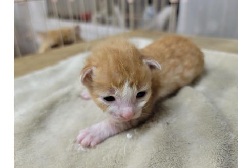 成約済の千葉県のラパーマ-38115の1枚目