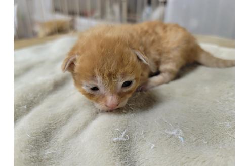 成約済の千葉県のラパーマ-38116の3枚目