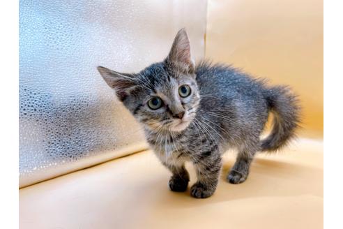 成約済の東京都のジェネッタ-35961の2枚目