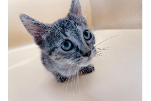 成約済の東京都のジェネッタ-35961の3枚目