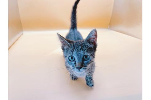 成約済の東京都のジェネッタ-35961の4枚目