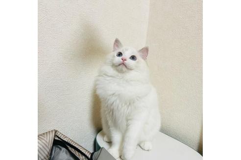 成約済の東京都のラグドール-37422の5枚目