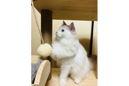 成約済の東京都のラグドール-37422の1枚目
