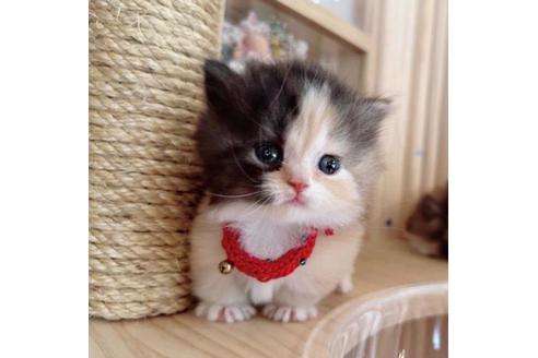 成約済の長野県のマンチカン-37469