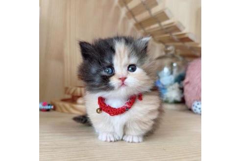 成約済の長野県のマンチカン-37469の2枚目