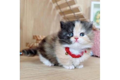 成約済の長野県のマンチカン-37469の4枚目