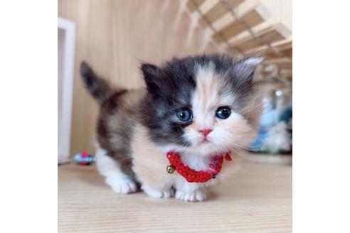 成約済の長野県のマンチカン-37469の5枚目