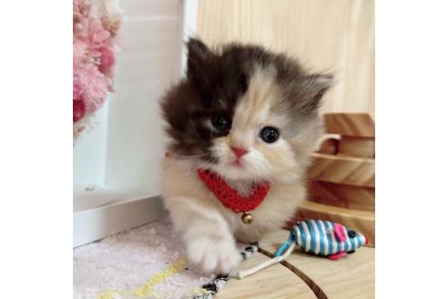 成約済の長野県のマンチカン-37469の3枚目