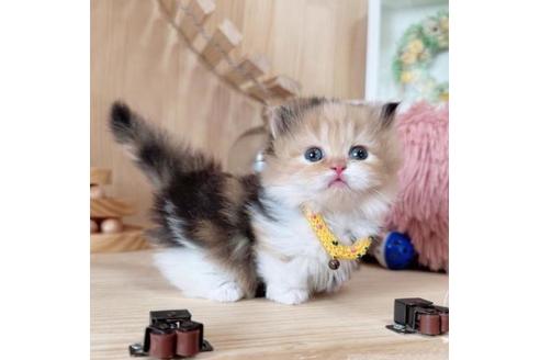 成約済の長野県のマンチカン-37471の3枚目