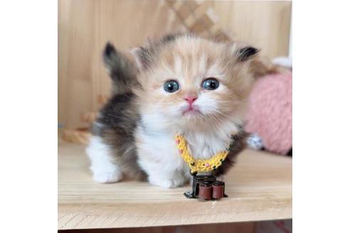 成約済の長野県のマンチカン-37471の4枚目