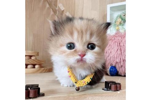 成約済の長野県のマンチカン-37471