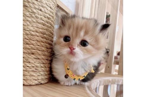 成約済の長野県のマンチカン-37471の2枚目