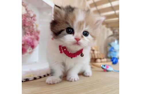 成約済の長野県のマンチカン-37472