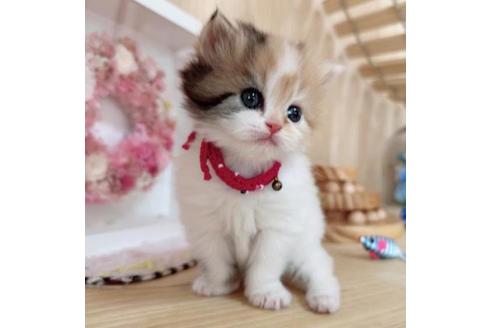 成約済の長野県のマンチカン-37472の2枚目