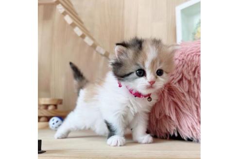 成約済の長野県のマンチカン-37472の3枚目