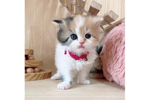 成約済の長野県のマンチカン-37472の4枚目