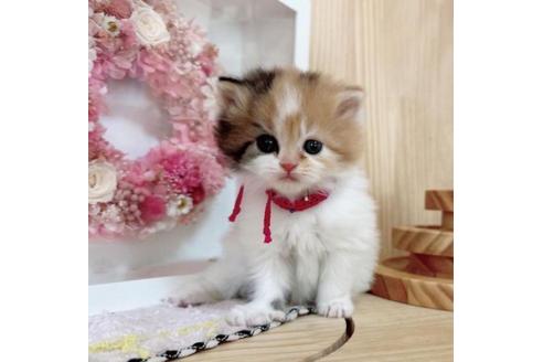 成約済の長野県のマンチカン-37472の5枚目