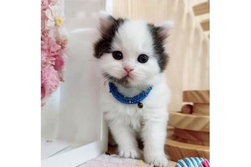 成約済の長野県のマンチカン-37473の1枚目