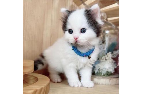 成約済の長野県のマンチカン-37473の4枚目