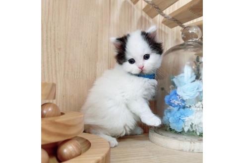 成約済の長野県のマンチカン-37473の3枚目