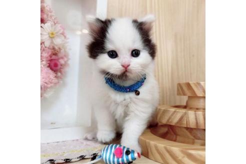 成約済の長野県のマンチカン-37473の5枚目