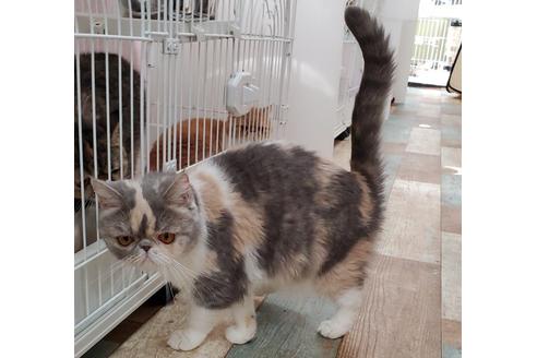 成約済の千葉県のエキゾチックショートヘア-37495